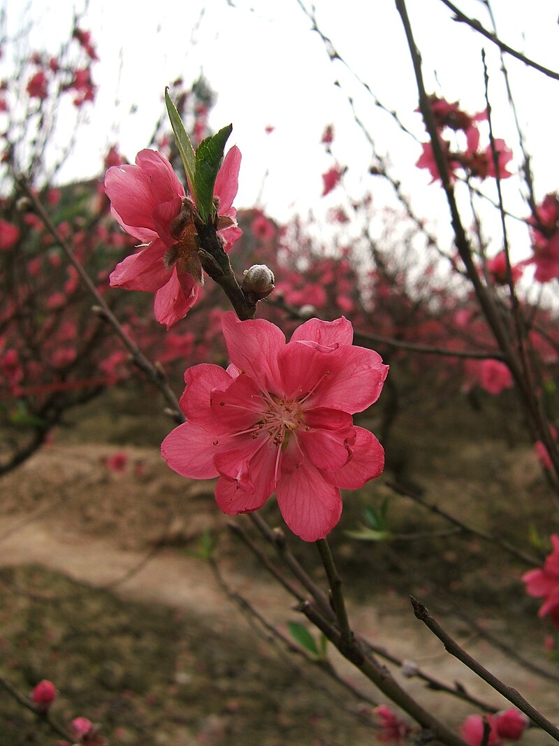 Prunus persica - một loại cây ăn trái nổi tiếng trong nền văn hóa Trung Quốc, không chỉ có vị ngon mà còn được xem là tượng trưng cho trẻ trung và tài lộc. Hãy xem qua bức ảnh này để khám phá vẻ đẹp độc đáo của Prunus persica.