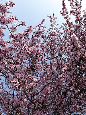 Prunus: Descrizione, Tassonomia, Metodi di coltivazione