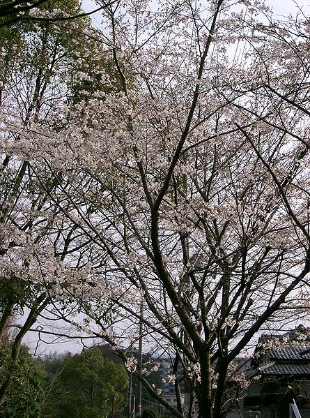 File:Prunus x yedoensis2.jpg