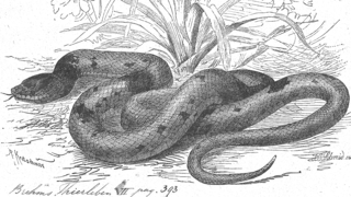 <span class="mw-page-title-main">Crowned false boa</span> Species of snake