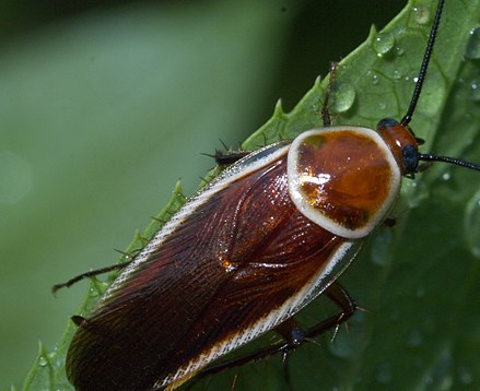 Роды таракана. Thamnaconus septentrionalis. Blattodea. Ectobiidae семейство. Blattellidae.