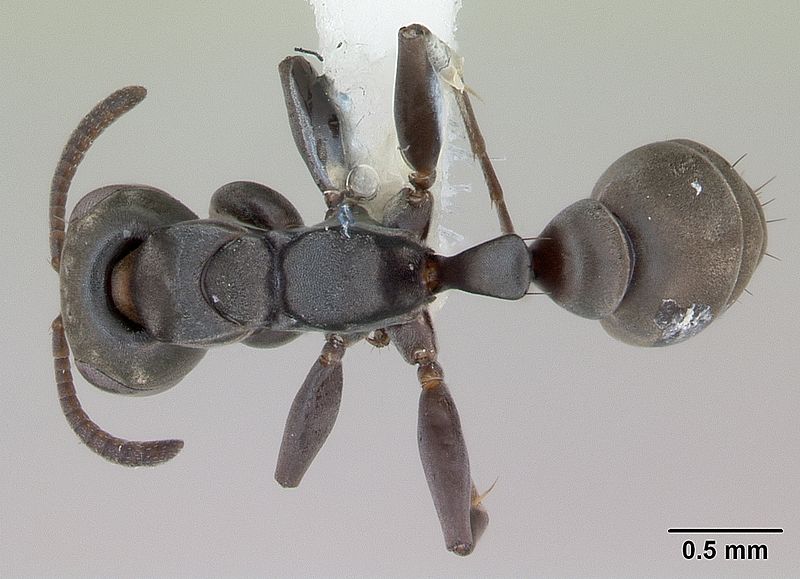 File:Pseudomyrmex ita lacm ent 142434 dorsal 1.jpg