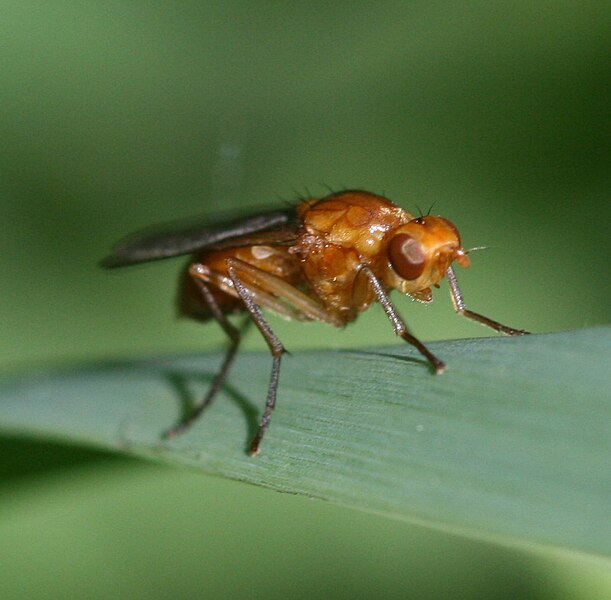 File:Psila fimetaria - A Rust Fly - Flickr - S. Rae.jpg