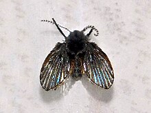 Psychodidae - Clogmia albipunctata.jpg