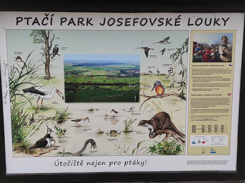 File:Ptačí park Josefovské louky (Josefov Meadows) 3.jpg