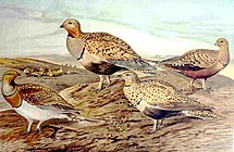 Sandgrouse ventre castagna