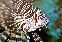 Pterois antennata-3.jpg