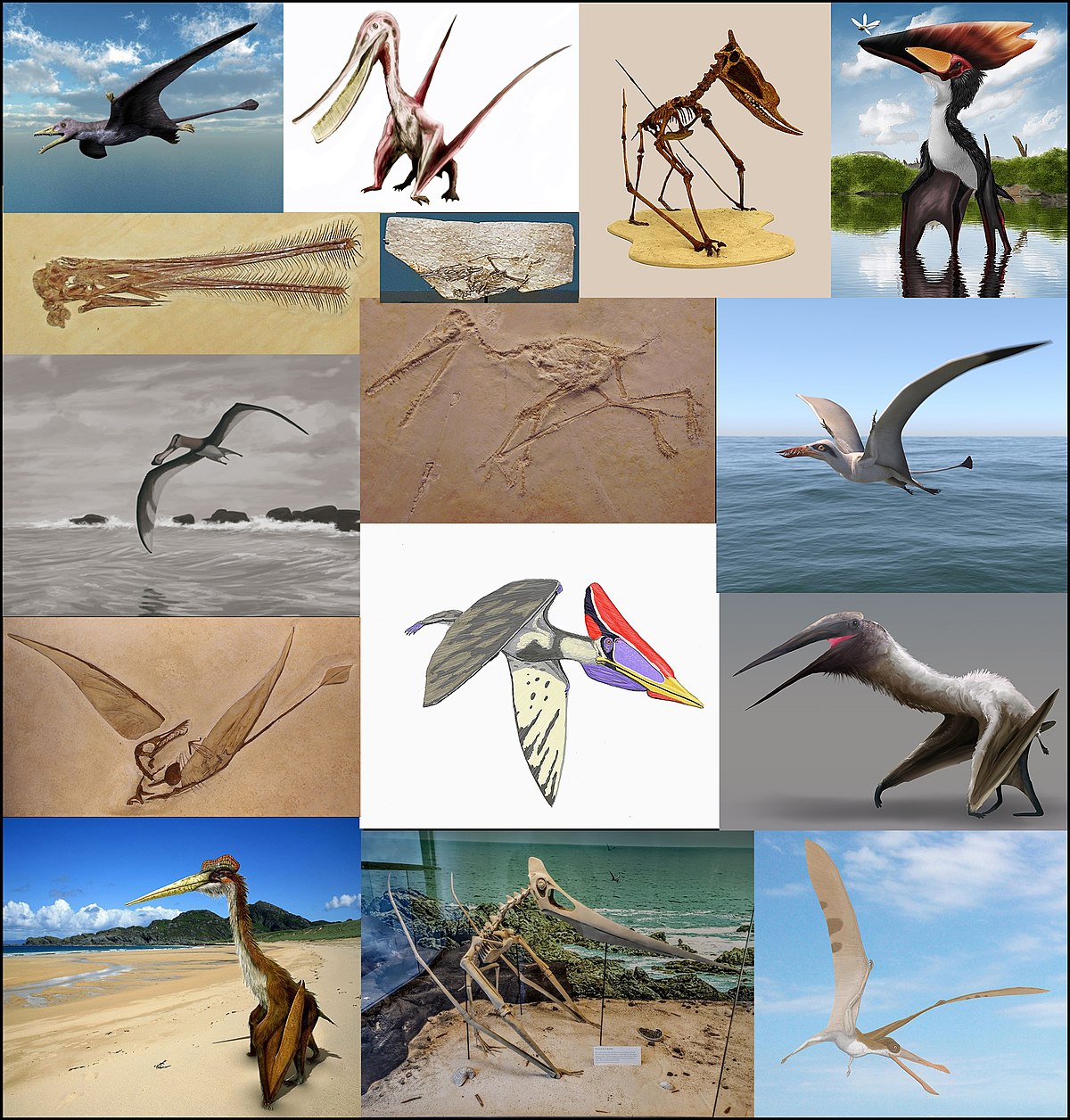 Photograph, Pterodactyl, Cretaceous Dinosaur