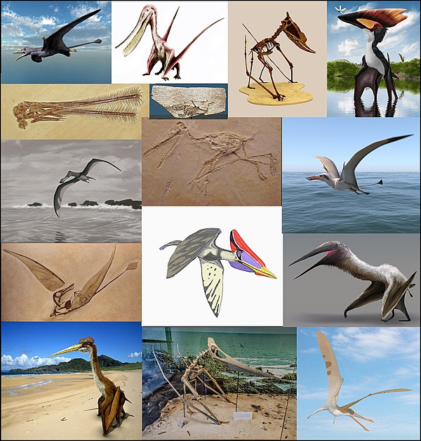 Pterosaur