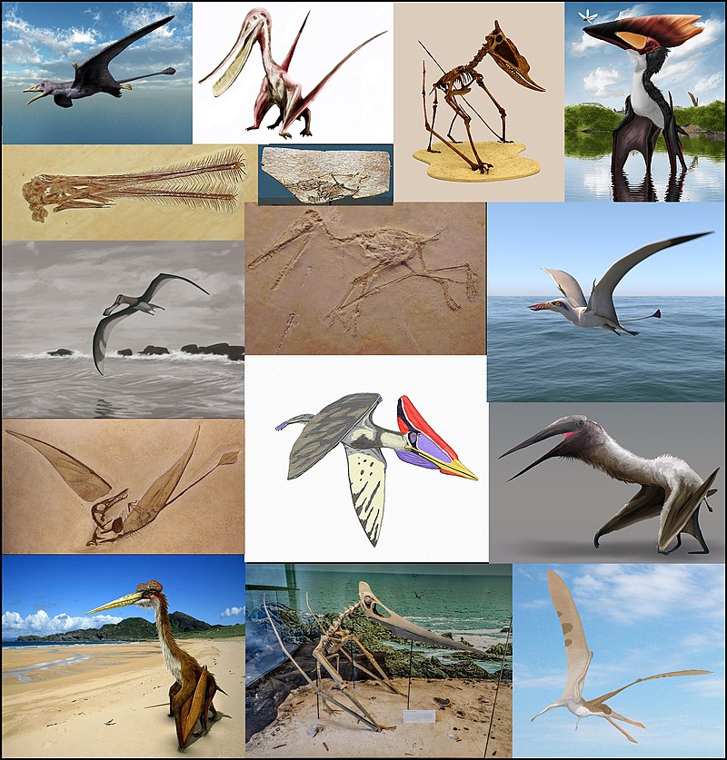 Pterodáctilo: Características e curiosidades