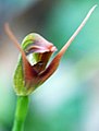 Pterostylis hildae