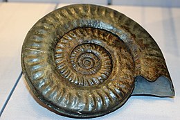 Egy kövülete az Angliában levő scarboroughi Rotunda Museum-ban