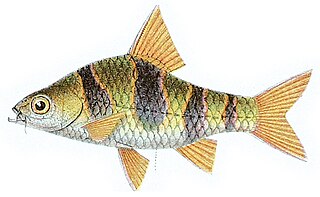 <i>Puntigrus</i> genus of fishes