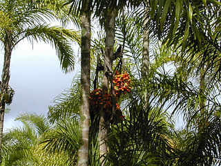 <i>Bactris</i> Genus of palms
