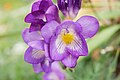 Mauve-colored freesia cultivar