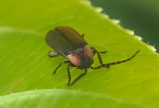 <i>Pyropyga</i> Genus of beetles