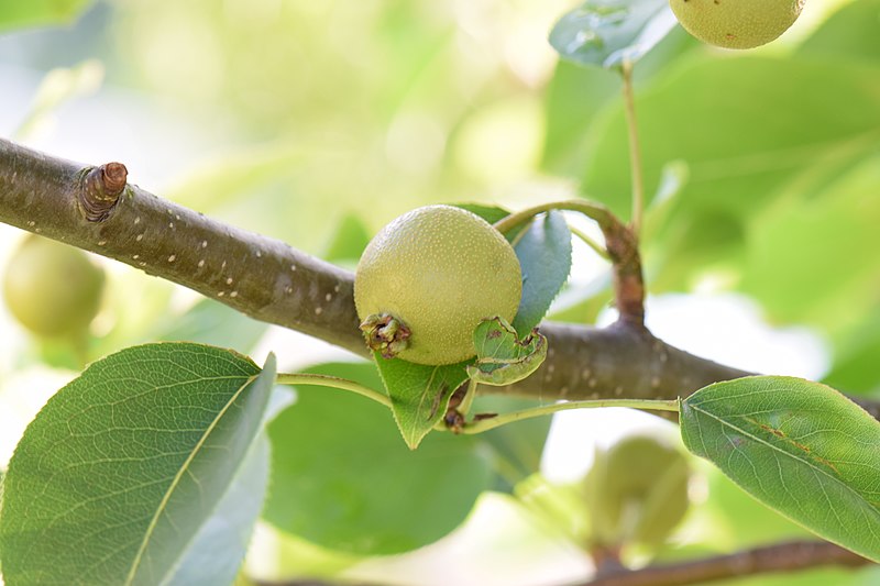 File:Pyrus pyrifolia (Raja) young fruit 44.jpg