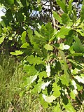 Quercus macdonaldii üçün miniatür