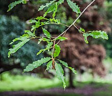 Quercus lancifolia, Hackfalls Arboretum'da (3) .jpg