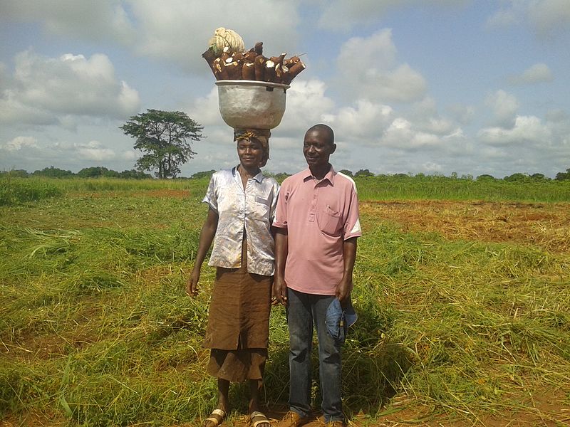File:Récolte du manioc.jpg