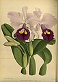 Cattleya trianae (as syn. Cattleya trianae var. hooleana) Plate 265 in: R.Warner - B.S.Williams: The Orchid Album (1882-1897)