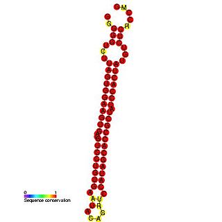 mir-BART1 microRNA precursor family