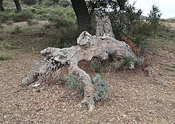 Natural art: "Wooden beast" eating dried herbs.