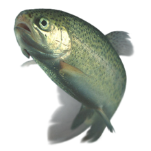 Rainbow trout transparent.png