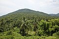 Der Regenwald von Ko Pha-ngan