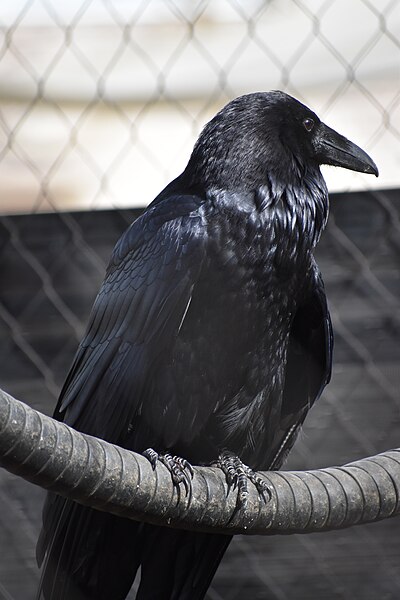 File:Raven looking right distantly.jpg