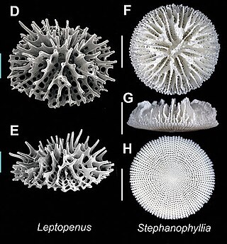 <span class="mw-page-title-main">Micrabaciidae</span> Family of corals