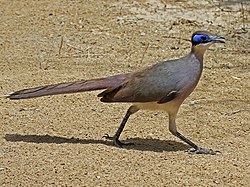 Red-capped Coua RWD2.jpg
