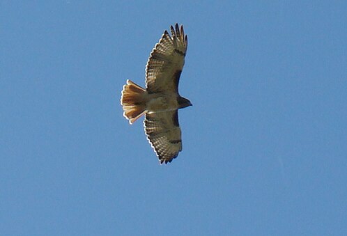 File:Red-tailed Hawk soaring in Fort Worth, northern Texas.tif