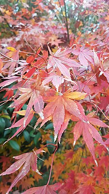 Red Autumn Leaves