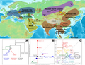 Thumbnail for File:Relationship and legacy of the West and East Eurasian Core populations and admixture events.png