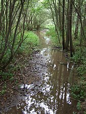 Renaturierter (ehemals verrohrter) Lauf im Ökologisch-Botanischen Garten