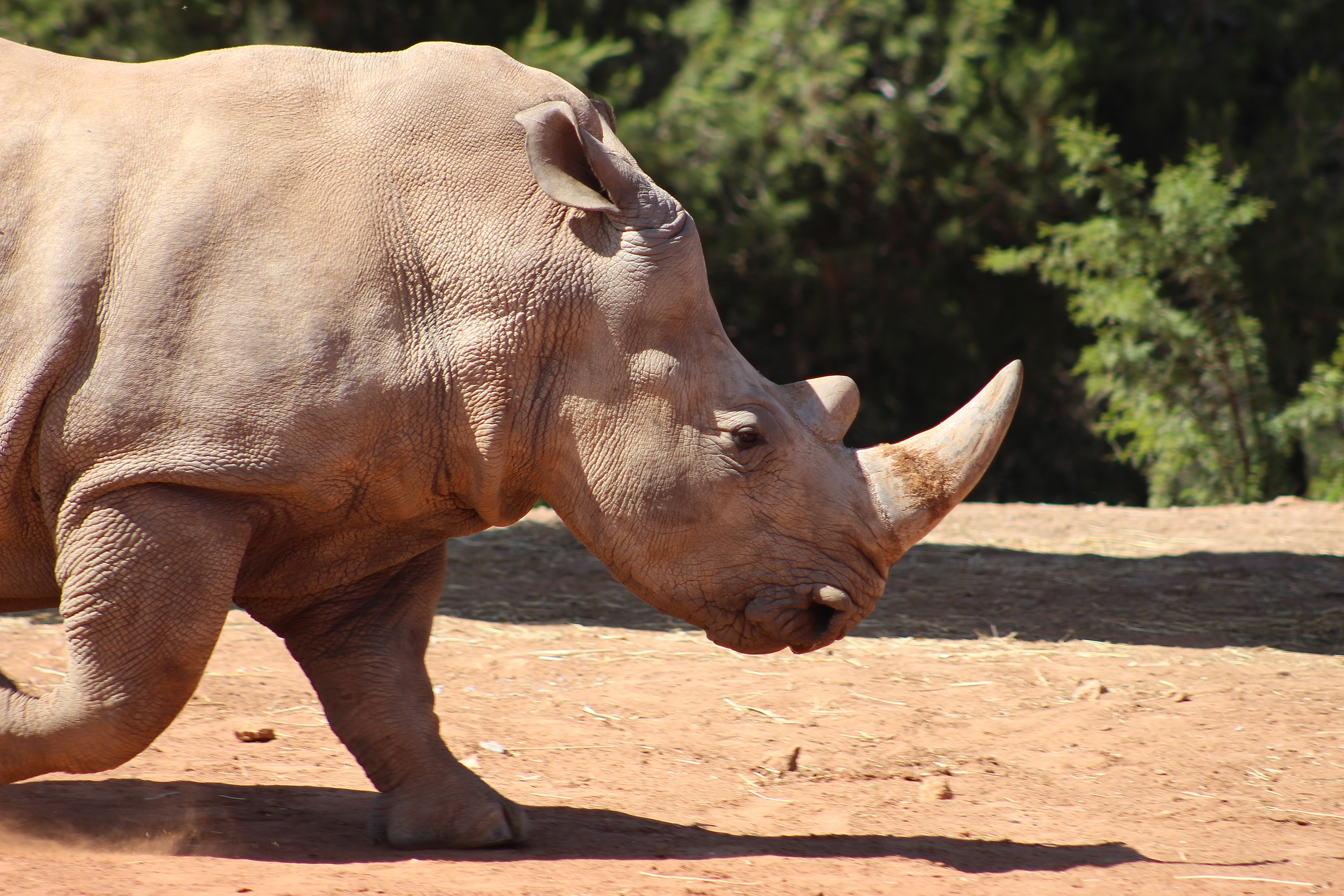 Rhinoceros in Rabat Zoo by MarwanAndrew