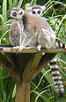 Lemur cu coadă inelară