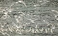 * Nomination: Common gulls (Larus canus), Resurrection Bay, Seward, Alaska, United States --Poco a poco 18:21, 11 July 2018 (UTC) * * Review needed
