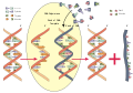 RNA synthesis
