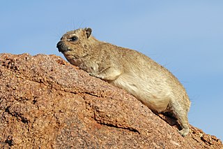 <span class="mw-page-title-main">Hyrax</span> Small, herbivorous mammals in the order Hyracoidea