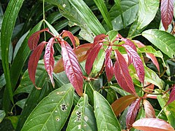 Rockinghamia angustifolia.jpg