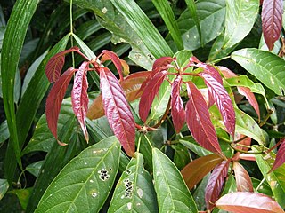 <i>Rockinghamia</i> Genus of flowering plants