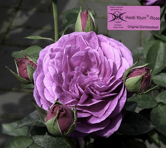 File:Rosa 'Heidi Klum-Rose'.jpg