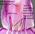 Thumbnail for File:Roscoea auriculata flower closeup.jpg