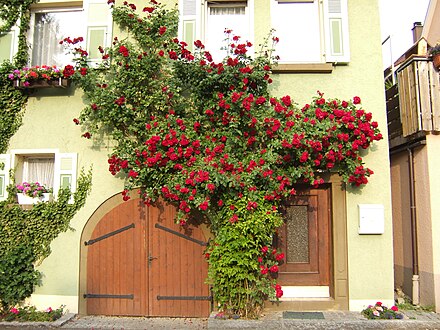 A rose espalier at Niedernhall in Germany.