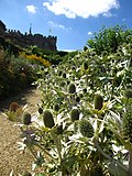 Миниатюра для Файл:RoushamThistles&amp;Castle.jpg