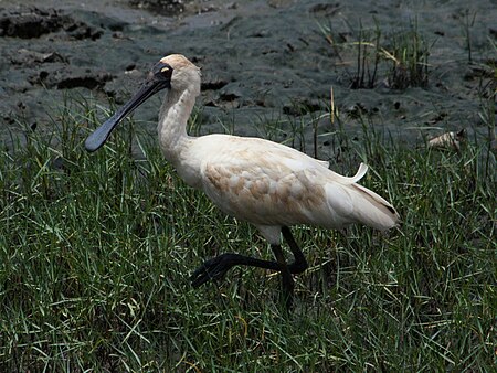 Royal Spoonbill RWD2.jpg