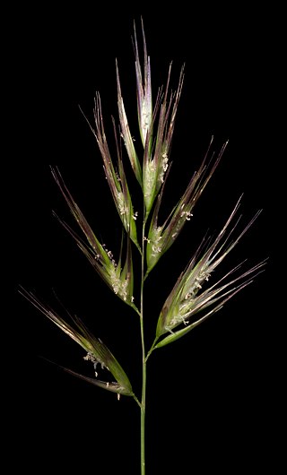 <i>Rytidosperma caespitosum</i> Species of plant