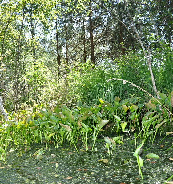 File:Słowinski National Park - bagno 10.jpg